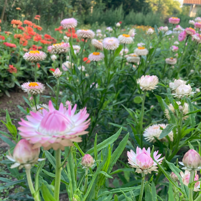 Strohblume Silvery Rose