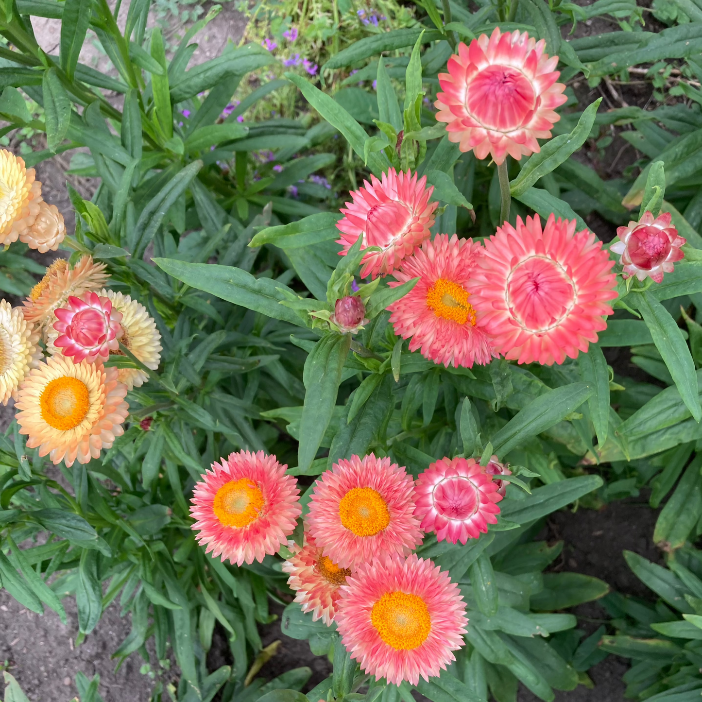 Strohblume "Salmon Shades"