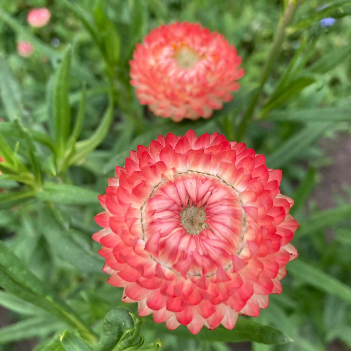 Strohblume "Salmon Shades"
