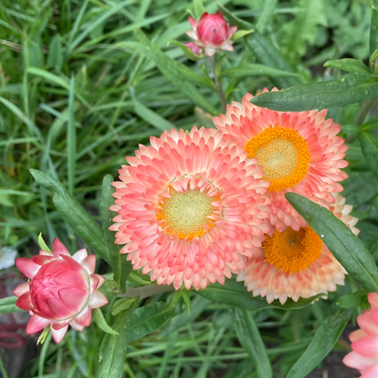 Strohblume "Salmon Shades"