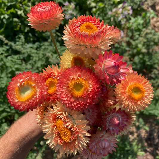 Strohblume "Salmon Shades"
