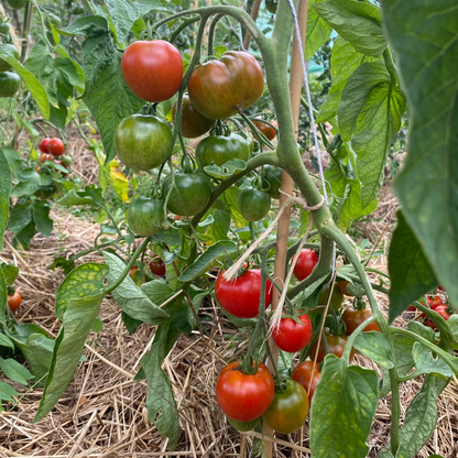 Tomate "Stupice"