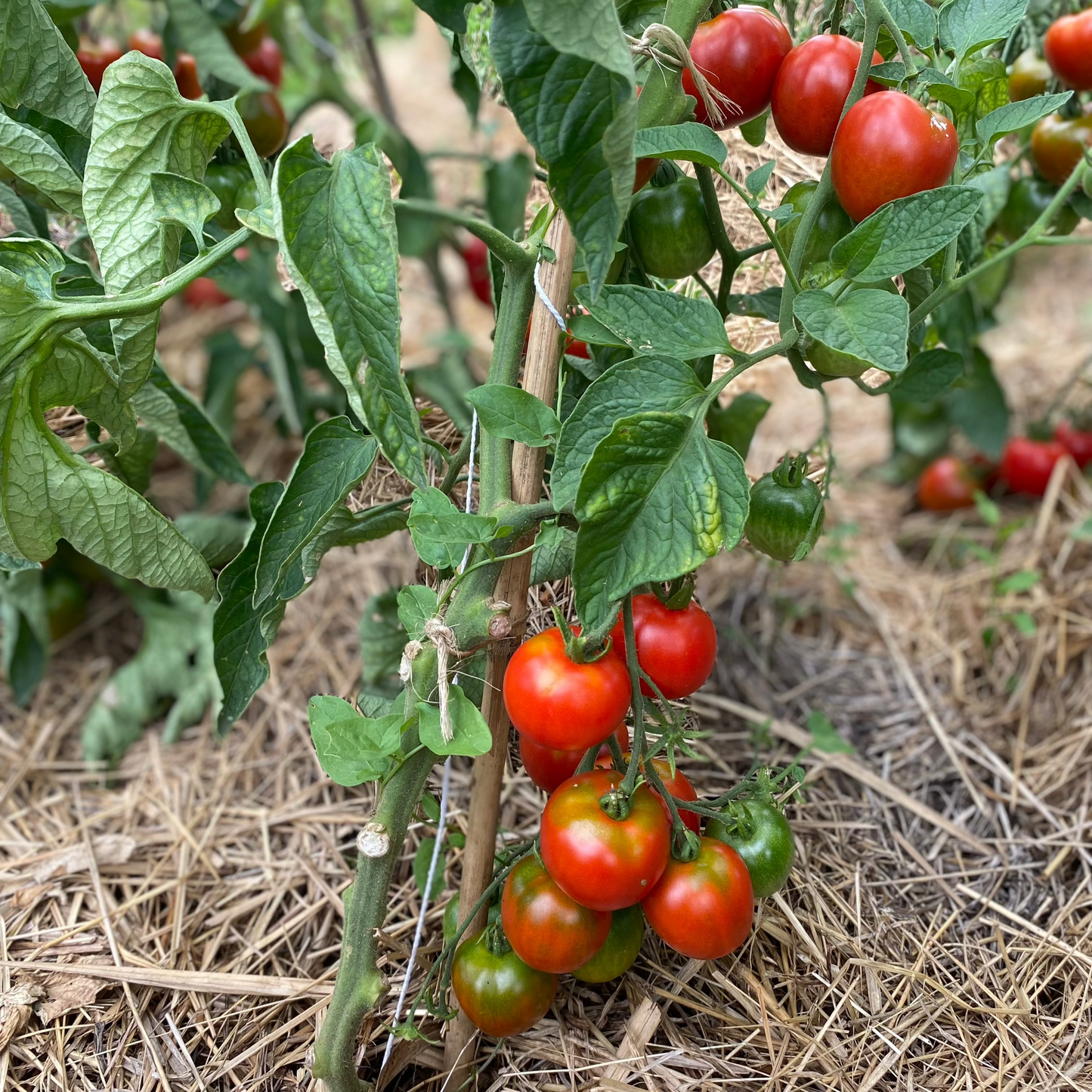 Tomate "Stupice"