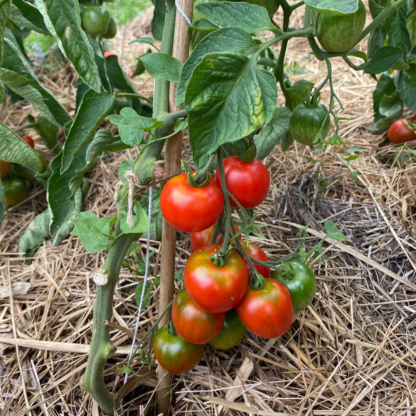 Tomate "Stupice"