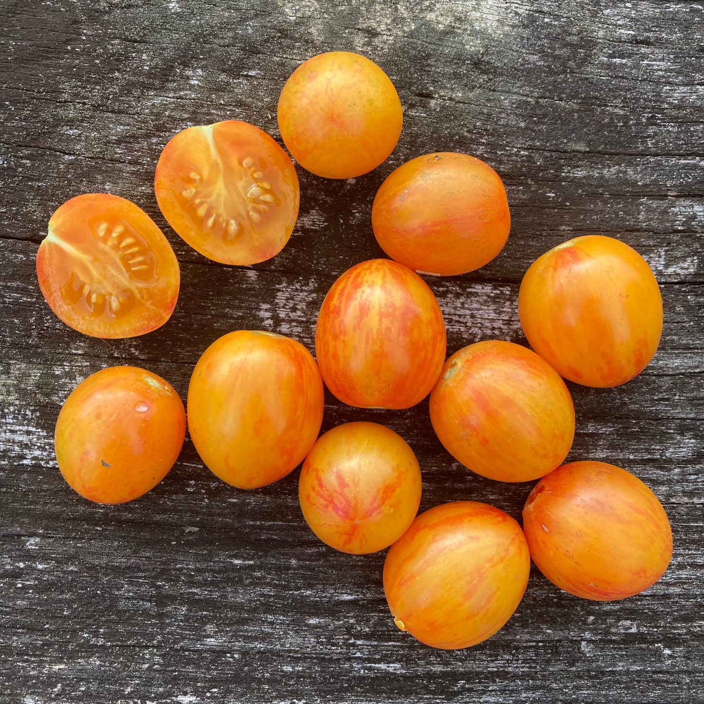 Tomate "Sunrise Bumblebee"