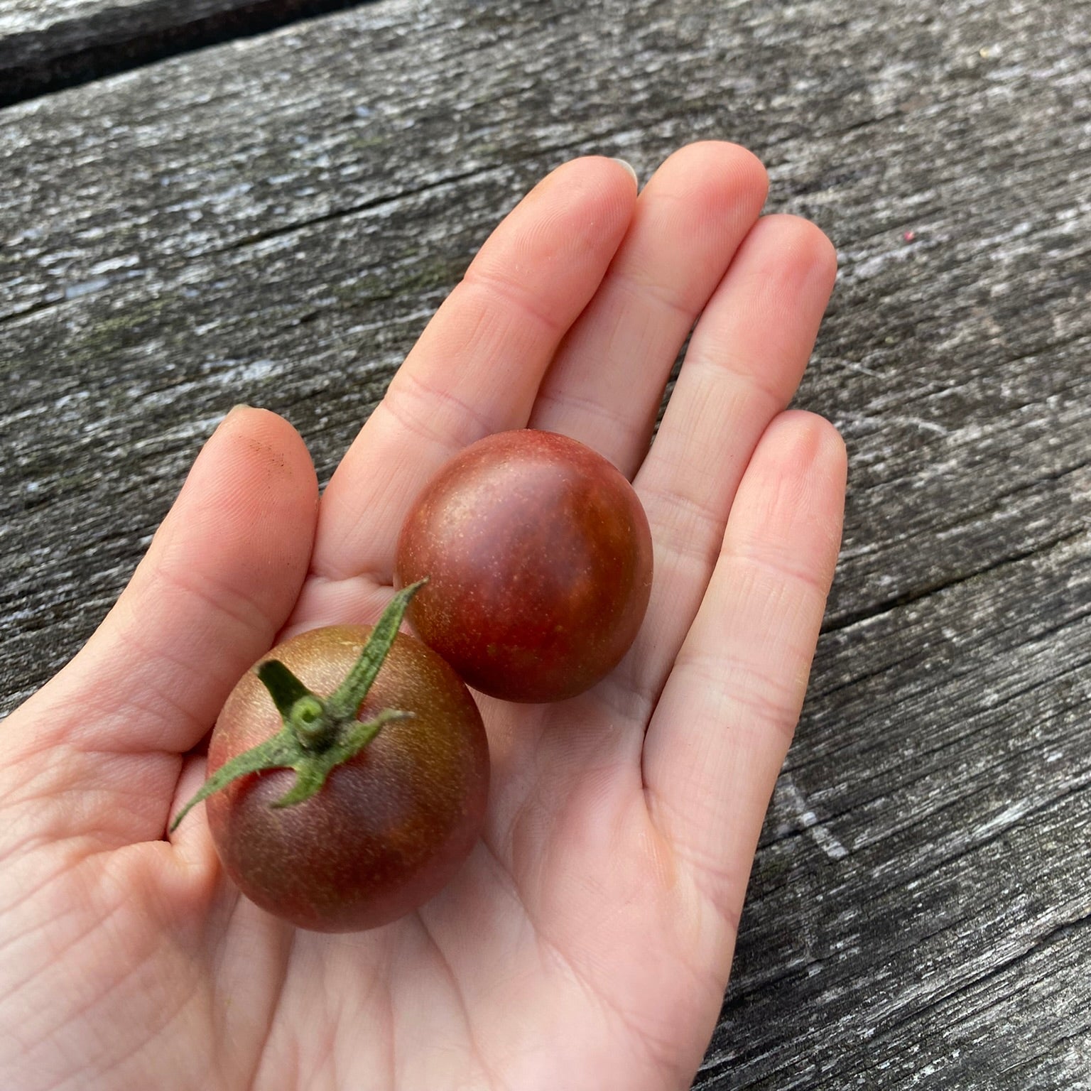 Tomate Black Cherry