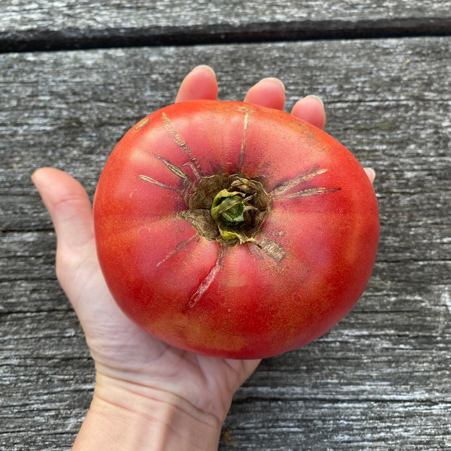 Tomate_Carbon
