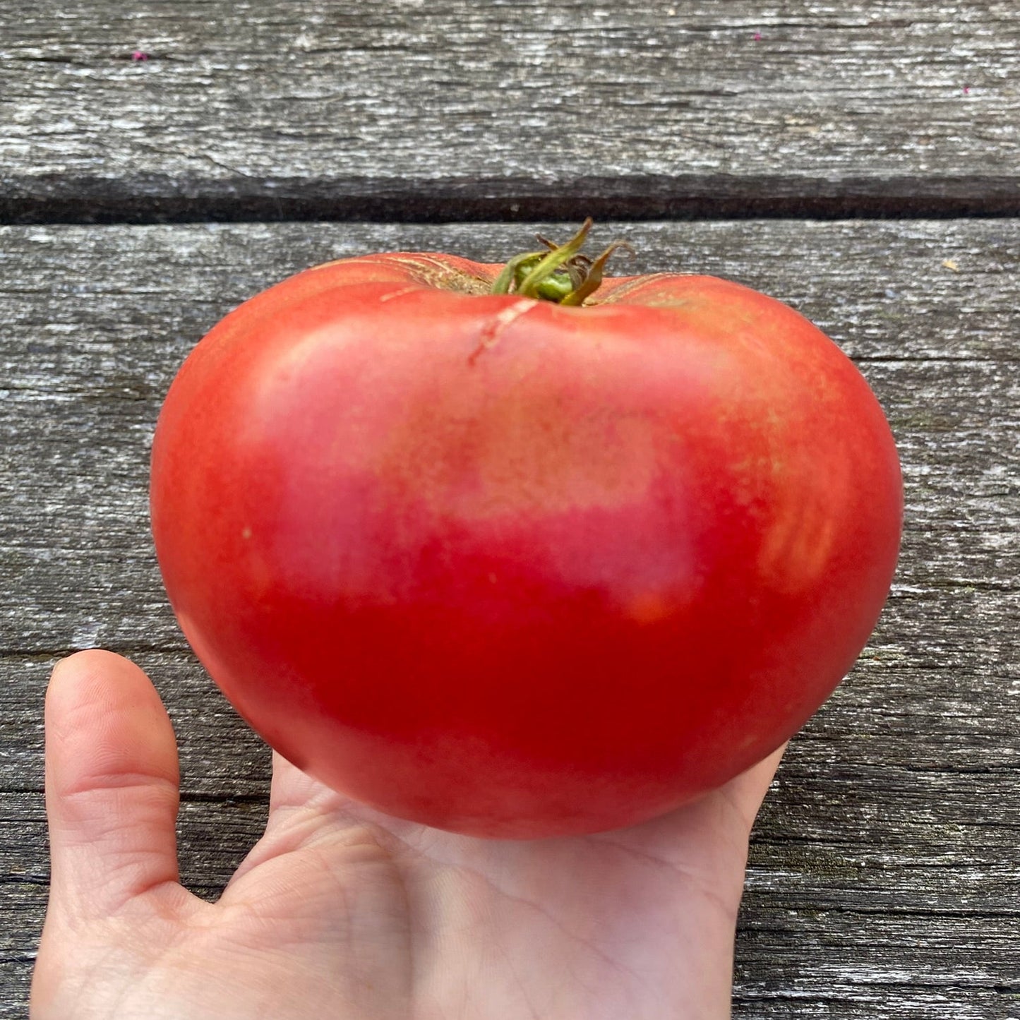 Tomate_Carbon