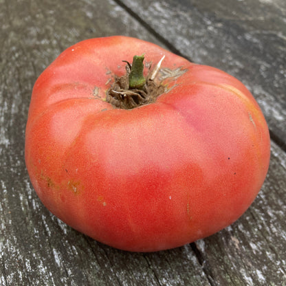 Nahuelbuta Pink