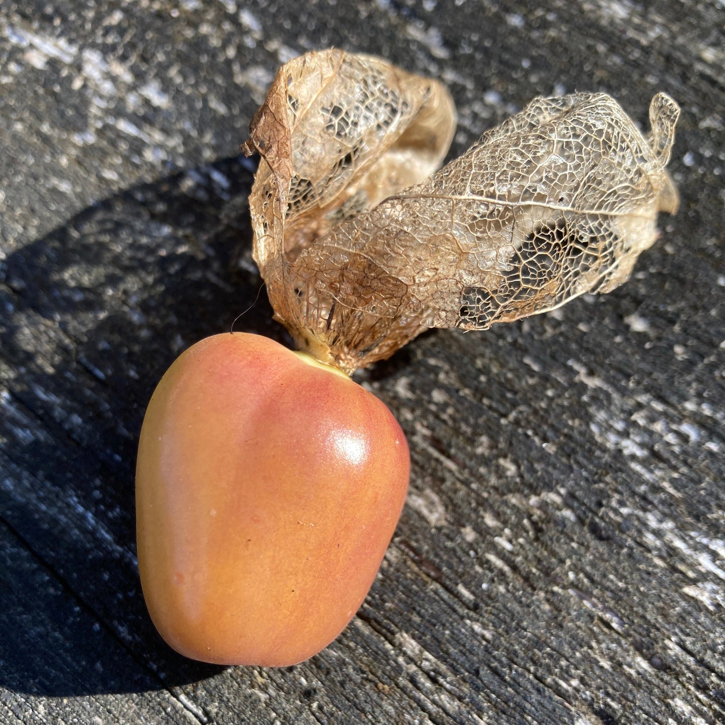 Tomatillo "Bolsa de Dulces" (Grex / Population)