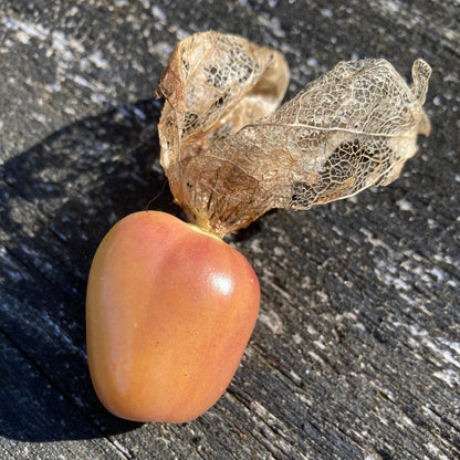 Tomatillo "Bolsa de Dulces" (Grex / Population)