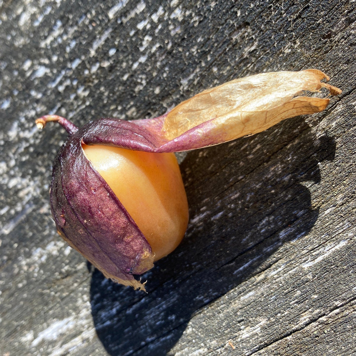 Tomatillo "Bolsa de Dulces" (Grex / Population)