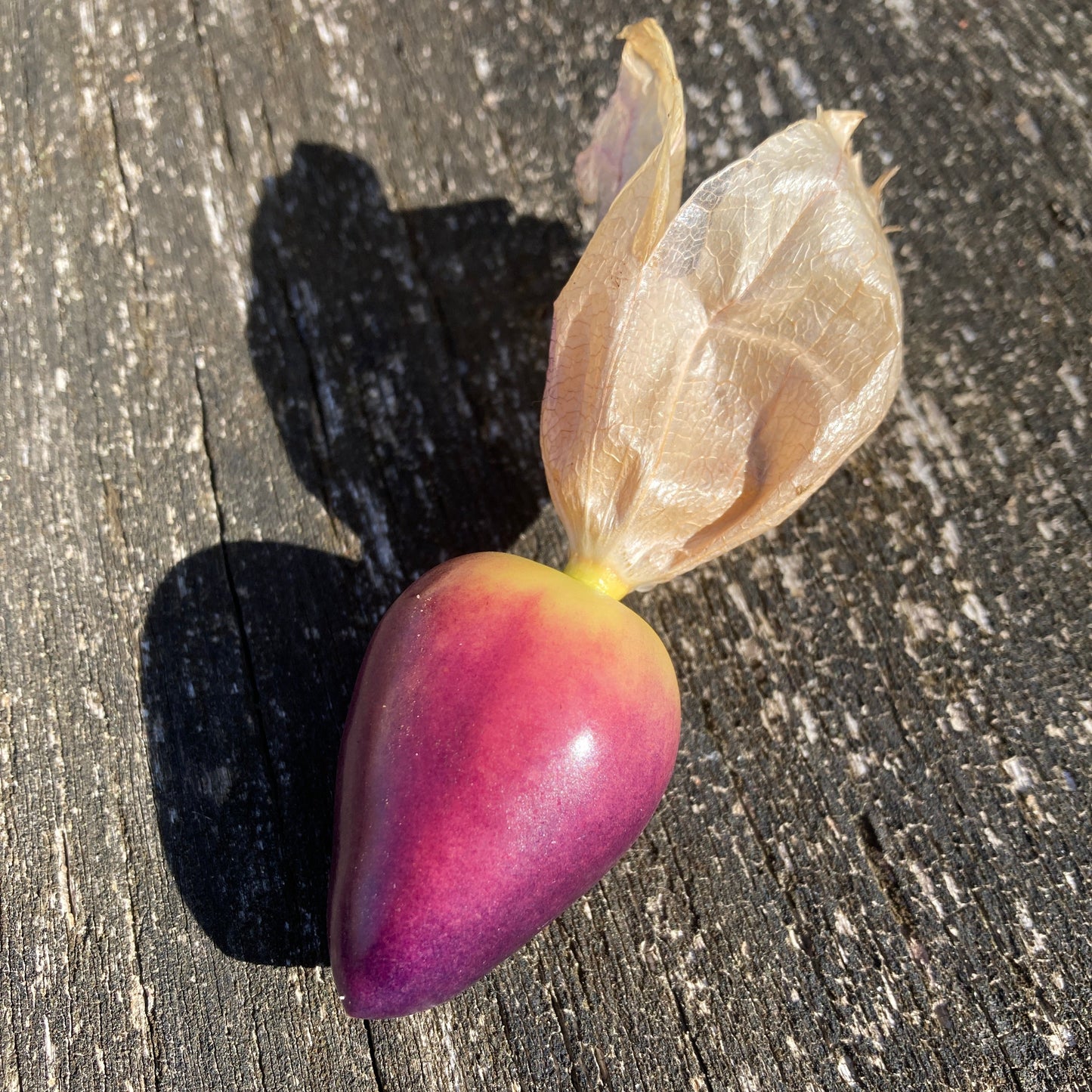Tomatillo "Bolsa de Dulces" (Grex / Population)