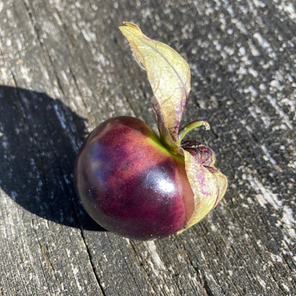Tomatillo "Bolsa de Dulces" (Grex / Population)
