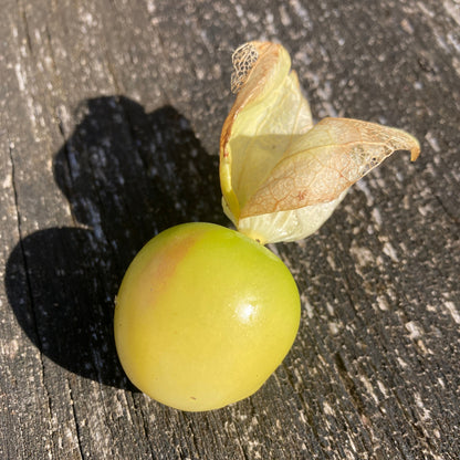 Tomatillo "Bolsa de Dulces" (Grex / Population)
