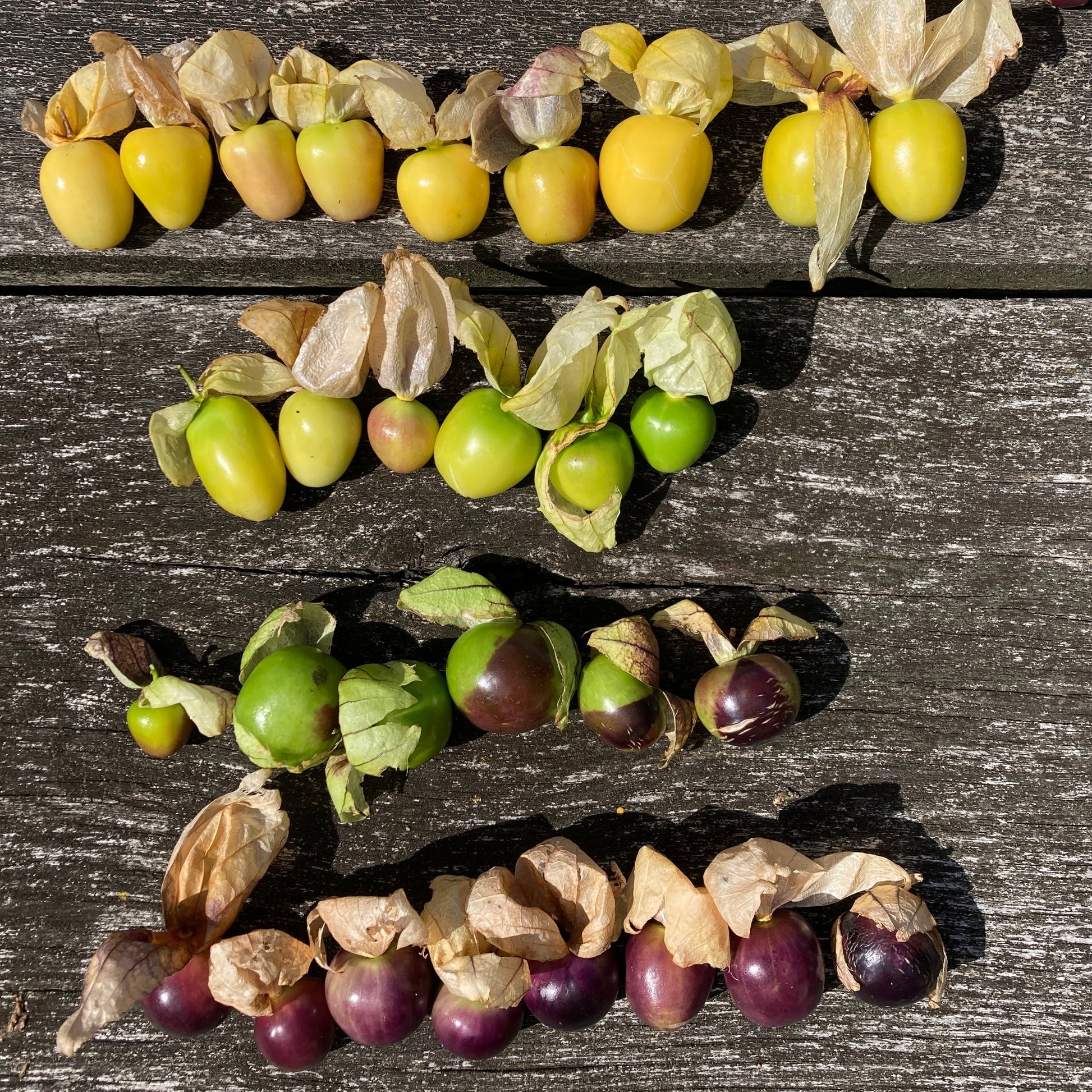 Tomatillo