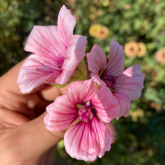 Trichtermalve "Rosa"
