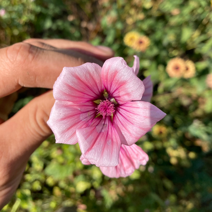 Trichtermalve "Rosa"