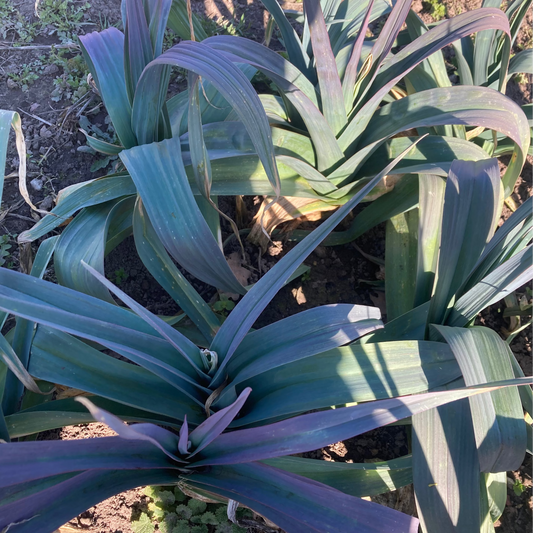 Lauch "Béryl" (Grex / Population)