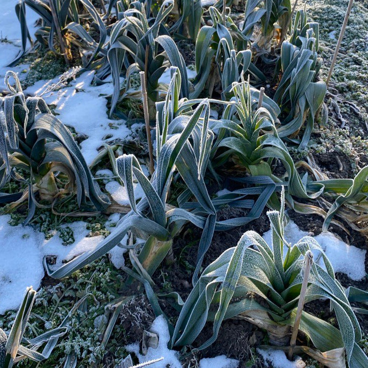 Winterlauch