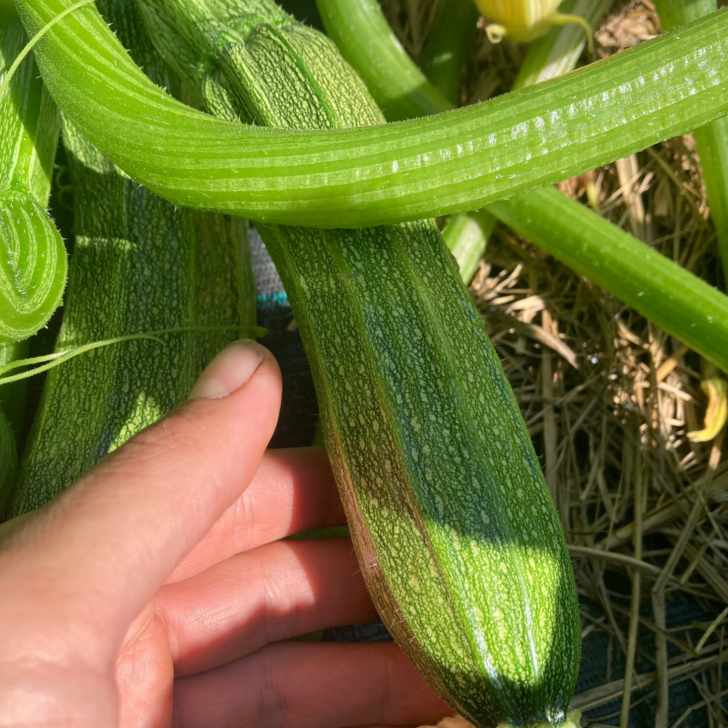 Zucchini Grün (Grex)