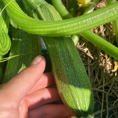 Zucchini Grün (Grex)