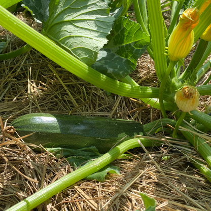 Zucchini grün
