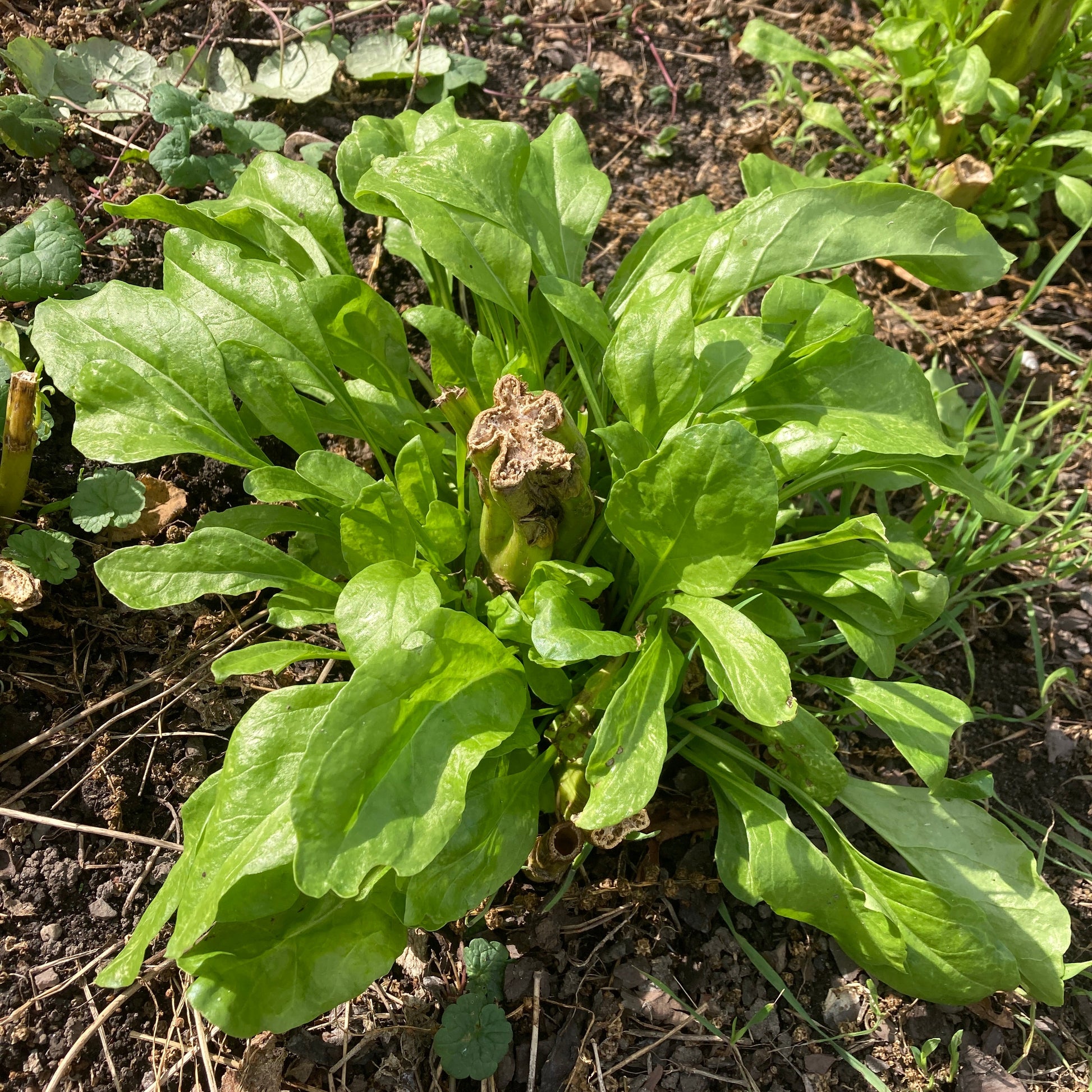 Perpeptual spinach